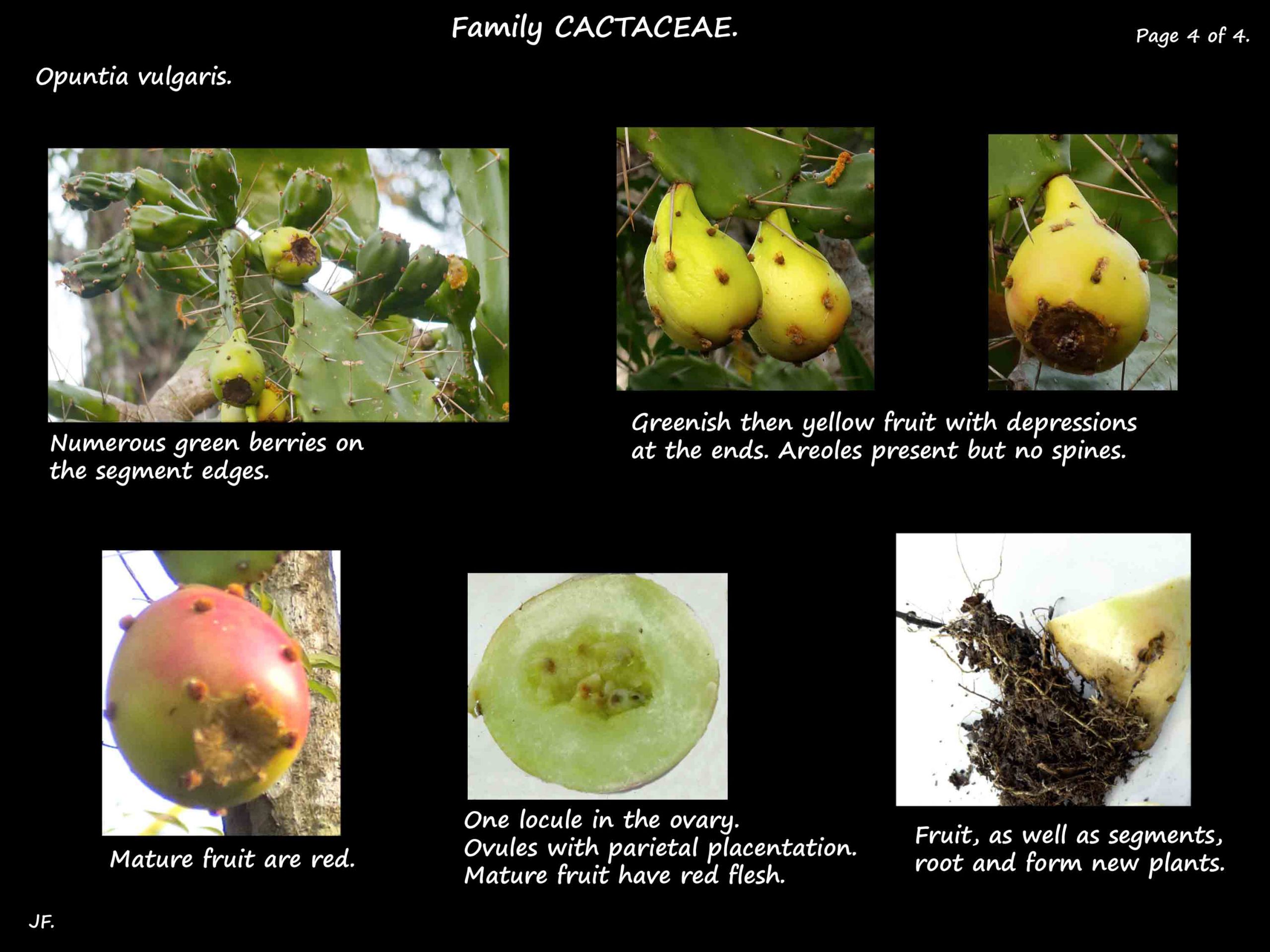 4 Opuntia vulgaris fruit